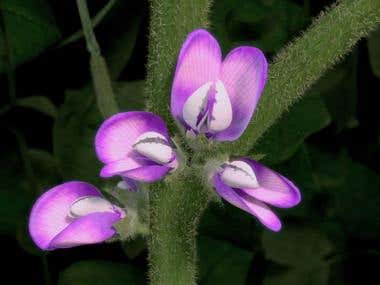 Flor de soja (Soybean Flower)