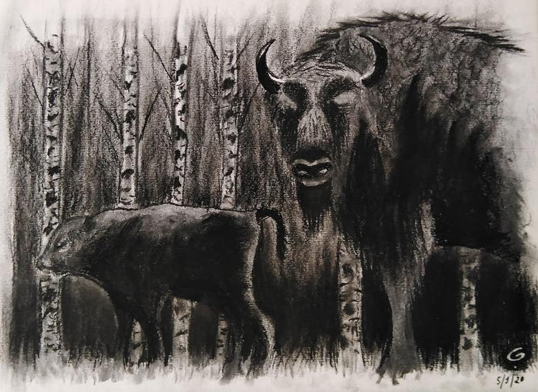 European Bison drawing