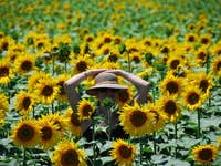 The rustic charm of sunflowers