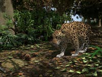 Jaguar in the woods