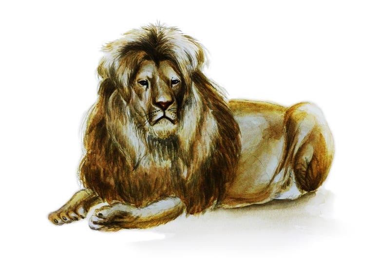 Animals in watercolor