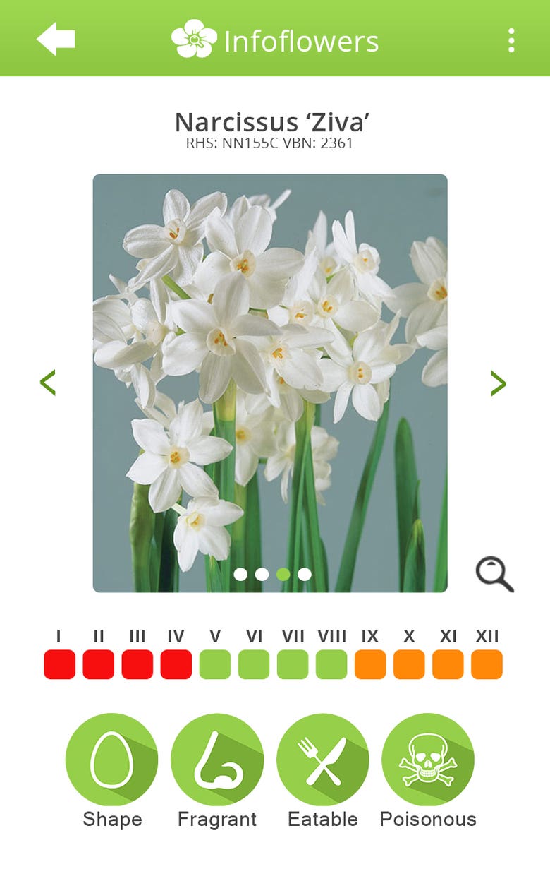 Infoflowers - Search Engine App for Flowers