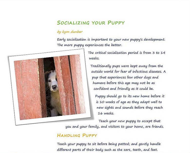 Socializing your puppy