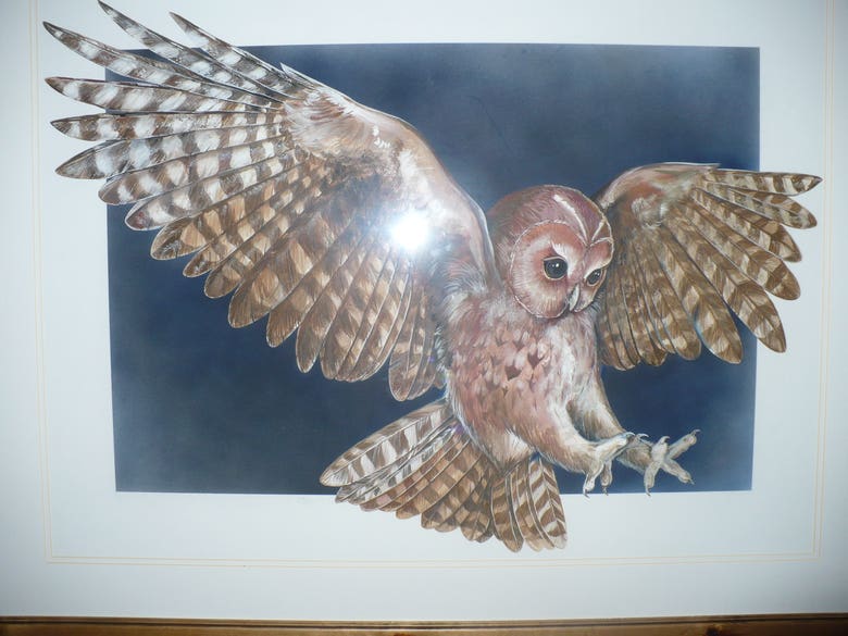 Wildlife exhibition design - Tawny Owl