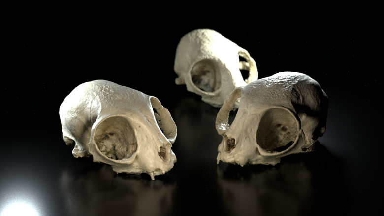 Photo to 3D - Cat Skull