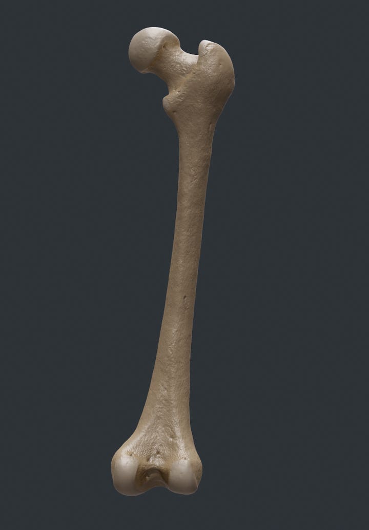 Human bones in 3D