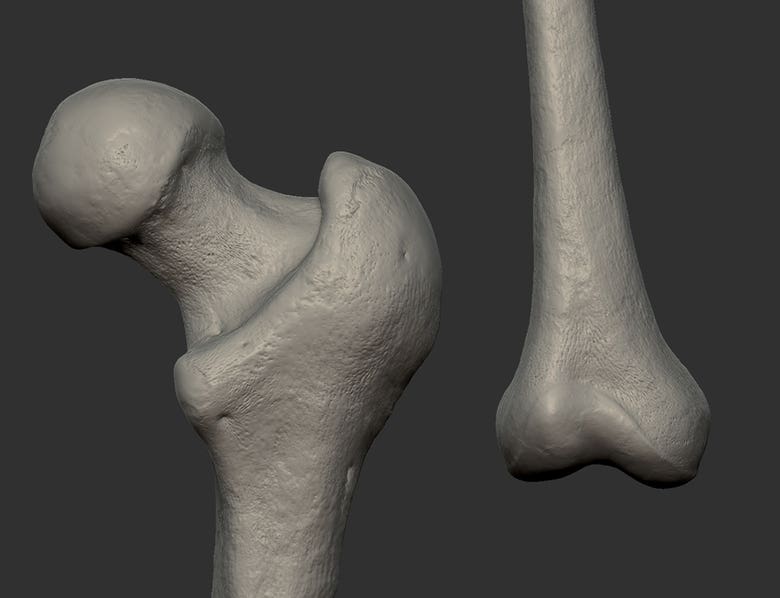 Human bones in 3D