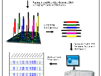 Genetics-Microarray, next genetation sequencing