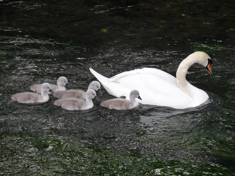 Swan Family, Bibury, England