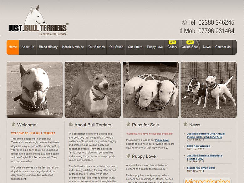 Just Bull Terriers - Website Design & Development