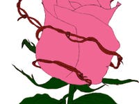 A Valentine&#039;s Rose