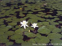 Fragrant Water Lily in Situ