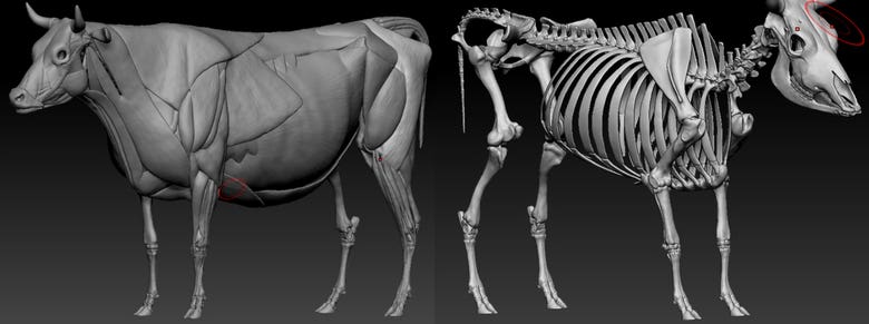 Detailed animals anatomy
