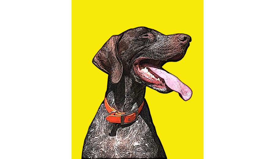 Kilpailutyö #12 kilpailussa                                                 Photo to POP ART Dog Portrait
                                            