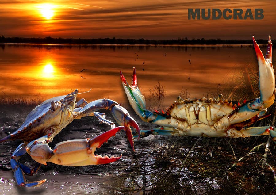 #67. pályamű a(z)                                                  Australian Mud Crab
                                             versenyre