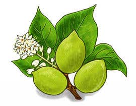 #34 for MAKE ME A HAND DRAWN IMAGE OF KAKADU PLUM FOR PACKAGE by meggg666