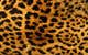Contest Entry #78 thumbnail for                                                     Animal / safari print phone cases
                                                