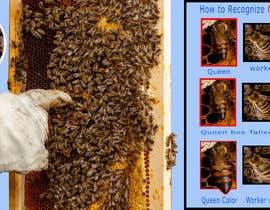 #5 for Queen bee recognition by Authentic1Man