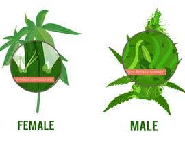 #1 สำหรับ Graphic Design: Draw a Marijuana crop that gets pollinated and goes to seed โดย ankita21111995