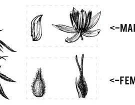 #2 สำหรับ Graphic Design: Draw a Marijuana crop that gets pollinated and goes to seed โดย ankita21111995