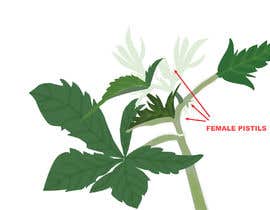 #8 สำหรับ Graphic Design: Draw a Marijuana crop that gets pollinated and goes to seed โดย manjiribhave