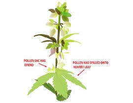 #9 สำหรับ Graphic Design: Draw a Marijuana crop that gets pollinated and goes to seed โดย manjiribhave