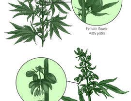 #13 for Graphic Design: Draw a Marijuana crop that gets pollinated and goes to seed by Furiku19s