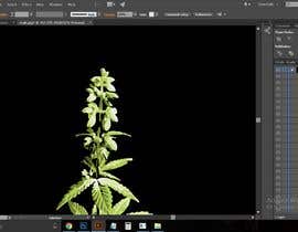 #14 for Graphic Design: Draw a Marijuana crop that gets pollinated and goes to seed by SouravRoySumon