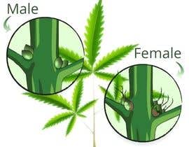 #12 para Graphic Design: Draw a Marijuana crop that gets pollinated and goes to seed de shohanjaman26