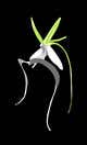 Imej kecil Penyertaan Peraduan #12 untuk                                                     Illustrator work for orchid decal
                                                