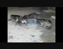 #3 para Create a youtube VIDEO  --------  100 wolves attack!! por Azimkhan3580