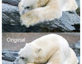 #99 for Modify images of polar bears by aguilarkevin