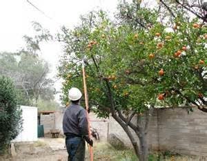 #18. pályamű a(z)                                                  Do some Research on a list of Gardening and Tree Pruning topics for Australian conditions
                                             versenyre