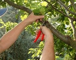 Entri Kontes #19 untuk                                                Do some Research on a list of Gardening and Tree Pruning topics for Australian conditions
                                            