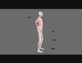 nº 29 pour Virtual Anatomy 3D Animation Video #1 par joaillustrator 