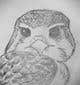 
                                                                                                                                    Ảnh thumbnail bài tham dự cuộc thi #                                                34
                                             cho                                                 sketch of a falcon
                                            