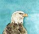 
                                                                                                                                    Ảnh thumbnail bài tham dự cuộc thi #                                                32
                                             cho                                                 sketch of a falcon
                                            