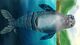 
                                                                                                                                    Imej kecil Penyertaan Peraduan #                                                22
                                             untuk                                                 Create a Hawaiian Monk Seal
                                            