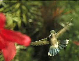 #14 for Blooming Flower Flying Hummingbird by mdtarekrahman444