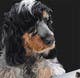 
                                                                                                                                    Miniatura da Inscrição nº                                                 1
                                             do Concurso para                                                 Affenpinscher dog converted to Pop Art
                                            