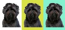 Illustration Inscrição do Concurso Nº21 para Affenpinscher dog converted to Pop Art
