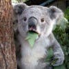 liningaccaのプロフィール写真