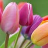 Photo de profil de Tulipes