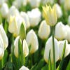 Gambar Profil tuliptechno