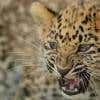  Profilbild von leopard0701