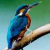kingfisher24x7's Profile Picture